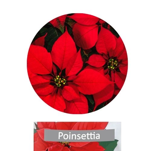 Poinsettia